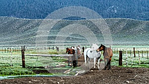 Early Morning Roundup Of Horses At Hunewill Ranch in Bridgeport Valley