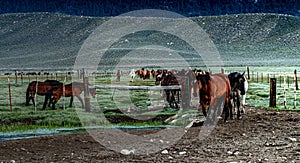 Early Morning Roundup of Horses On The  Ranch