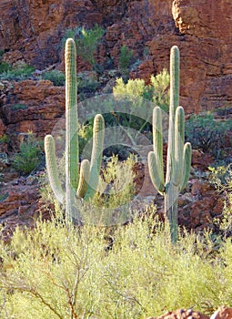 Early Morning Saguaro
