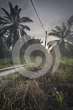 Early morning scene at the asian countryside