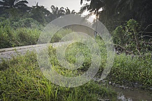 Early morning scene at the asian countryside