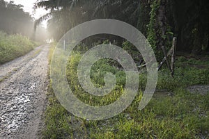 Early morning scene at the asian countryside