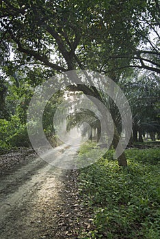 Early morning scene at the asian countryside