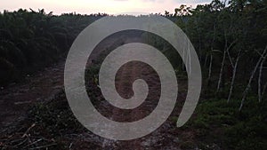 Early morning scene of the deforest vacant agriculture land.