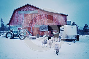early morning scene with farm animals sheep and horses coming out of the barn during the winter snow