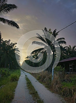 Early morning scene of the pathway into the farm