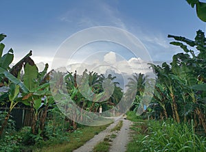 Early morning scene of the pathway into the farm