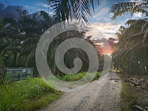 Early morning scene of the pathway into the farm