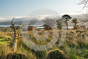 early morning scene with tall grass in foreground overlooking Blessington lakes Wicklow Ireland photo