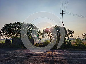 Early morning scenic view of agricultural land in countryside area, small shelter near road way, two bull tied near shelter, green