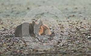 An early morning shot of a cute Chinese Water Deer Hydropotes inermis curled up and resting on the frosty grass.