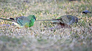 early morning shot of a pair of red-rumped parrots feeding on grass