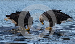 Early morning snack for a pair of Bald Eagles