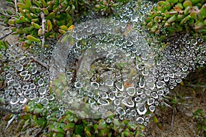 An early morning spider eb covered in dew