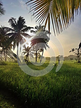 Early morning sun above tropical palms and rice fields