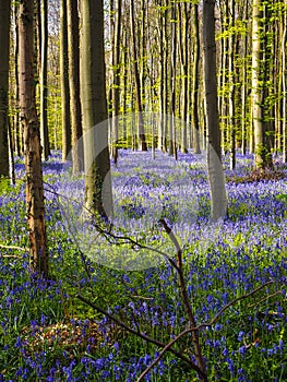 Early morning sun beams shining through the beech woodland illuminating the vibrant purple bluebell carpet, Hallerbos, Belgium