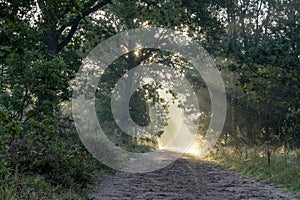 The early morning sun gives a fairytale atmosphere in the Sprieldersbos near Putten, Netherlands