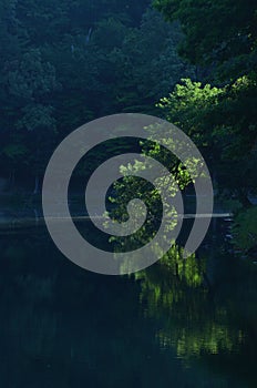 Early Morning sun illuminates green tree leaning over pond and reflected in water