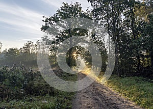 The early morning sun shines through the trees and over the heathland of the Sprieldersbos, Netherlands