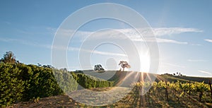 Early morning sun shining next to Valley Oak tree on hill in Paso Robles wine country in the Central Valley of California USA