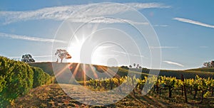 Early morning sun shining next to Valley Oak tree on hill in Paso Robles wine country in the Central Valley of California USA