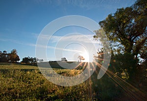 Early morning sun shining next to Valley Oak tree on hill in Paso Robles wine country in the Central Valley of California USA