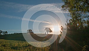 Early morning sun shining next to Valley Oak tree on hill in Paso Robles wine country in the Central Valley of California USA