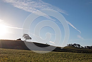 Early morning sun shining next to Valley Oak tree on hill in Paso Robles wine country in the Central Valley of California USA