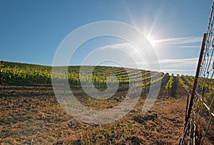 Early morning sun shining on Paso Robles vineyards in the Central Valley of California USA