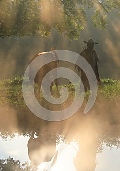 Old farmer lead the cattle under the ancient banyan tree