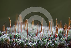 Early morning sunbeams on moss