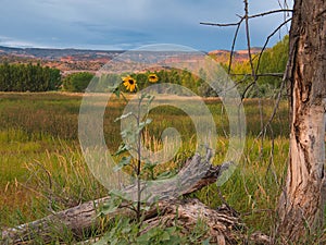 Early Morning Sunflowers in August