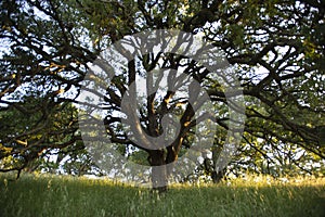 Early morning sunlight highlights a majestic blue oak tree in the woodlands of Mount Wanda