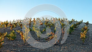 Early morning sunlight over winery vineyard in California US