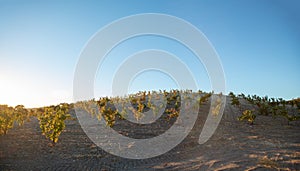 Early morning sunlight over winery vineyard in Temecula California US