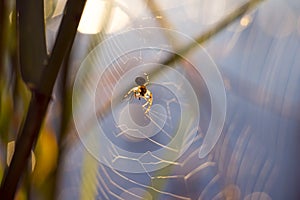 Early morning, sunrise macro spider hunting at the river