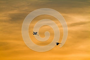 Early morning sunrise over the sea and a birds