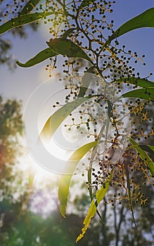 Early morning sunrise silhouettes Australian Zig-zag Wattle