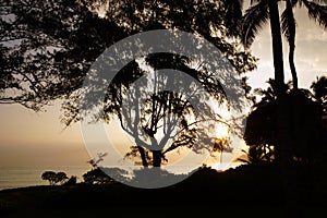 Early Morning Sunrise through the trees over an island and ocean