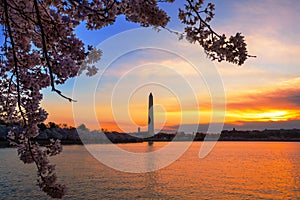 Early Morning at Tidal Basin in Washington DC, during the Cherry Blossom Festival with monument on other side