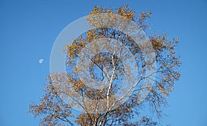 Early morning tree and moon hathersage moors photo