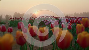 Early morning in tulip field in springtime. Beautiful flower garden in sunrise.