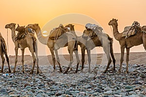 Early morning view of a camel caravan in Hamed Ela, Afar tribe settlement in the Danakil depression, Ethiopia. This