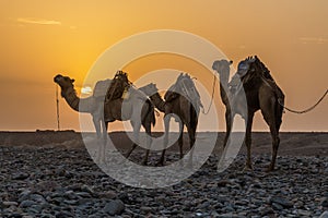 Early morning view of a camel caravan in Hamed Ela, Afar tribe settlement in the Danakil depression, Ethiopia. This