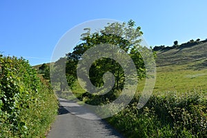 Country lane in late spring, Dorset, England