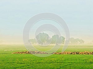 Early morning view of farm with Fogg in atmosphere