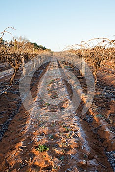 Early Morning View of Frosted Vineyard.