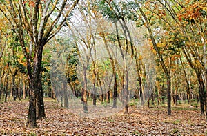 Early morning view in rubber tree forest