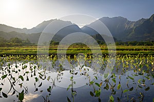 Early morning view of Taro fields in Hanalei, Kauai, Hawaii