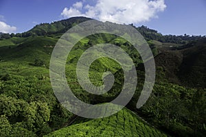 Early Morning View at The Tea Valley in Cameroon Highland Malays